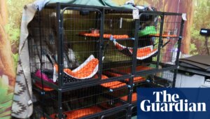 Florida officials investigate planned ‘Sloth World’ attraction after 31 sloths die in warehouse | Florida