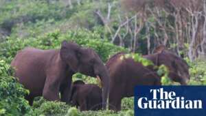 US millionaire big-game hunter dies after being crushed by elephants | California