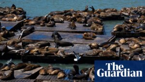 ‘Chonkers’ the large sea lion charms the San Francisco Bay area | San Francisco